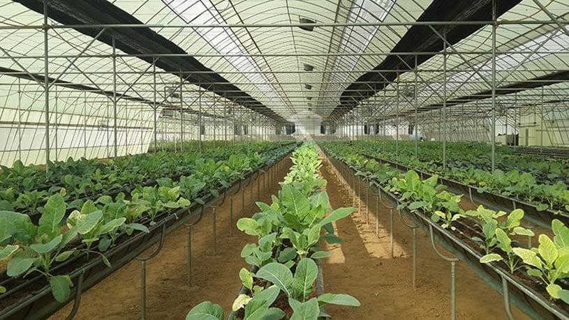 Hydroponic farming at Ehsaas Organic